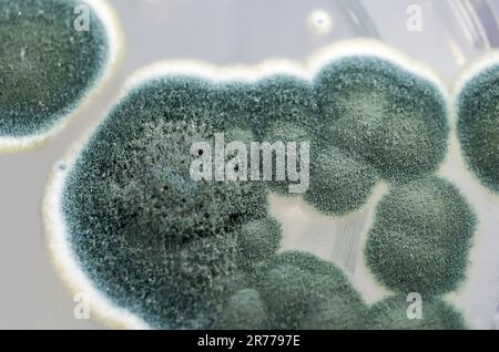 Colonies of Penicillium fungi grown on Sabouraud Dextrose Agar (SDA). Penicillium is a mold fungus that causes food spoilage, used in cheese productio Stock Photo