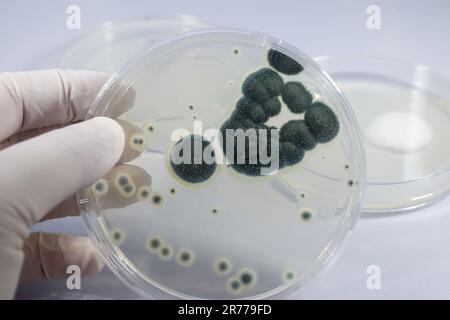 Colonies of Penicillium fungi grown on Sabouraud Dextrose Agar (SDA). Penicillium is a mold fungus that causes food spoilage, used in cheese productio Stock Photo