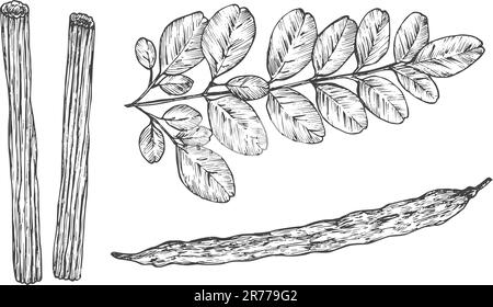 Moringa Oleifera Plant. Hand Drawn Sketch Superfood Herbs Vector Illustration. Natural Food Doodle Isolated Stock Vector