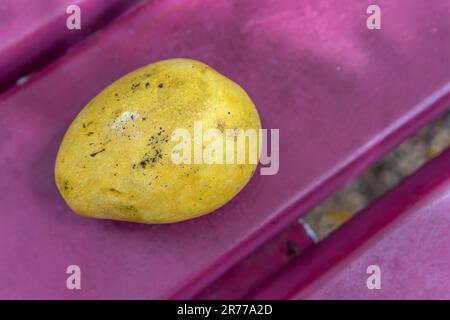 A juicy yellow mango with soft, sun-kissed skin lies gracefully on a pink bench in a lively park. Stock Photo