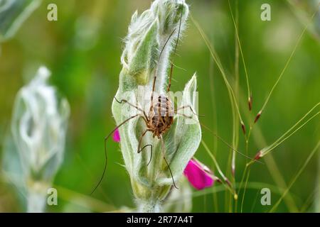 Common harvestman (Phalangium opilio) female on the felty leaves of a Rose Campion Stock Photo