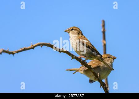Two female house sparrows sitting on a twig, sunny day in summer, northern France Stock Photo
