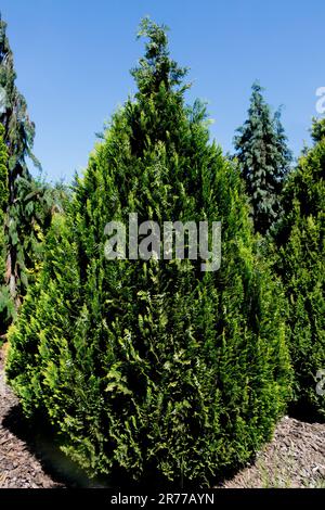 Port Orford Cedar, Tree, Oregon Cypress, Lawson Cypress, Chamaecyparis lawsoniana 'Ellwoods Empire' Stock Photo