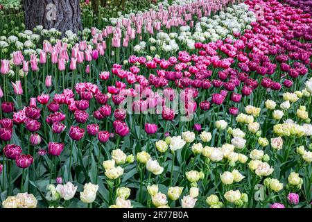 WA23396-00...WASHINGTON - Tulips of different styles and colors in a display garden at RoozenGaarde Tulip and Bulb Farm in the Skagit Valley. Stock Photo
