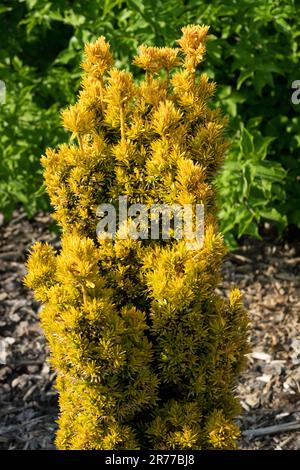 Taxus baccata 'Orange Beauty', English Yew, Columnar, Coniferous, Tree, Garden Stock Photo