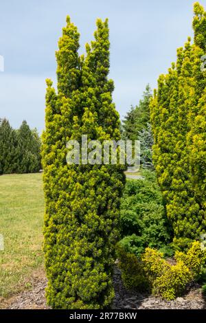 English Yew, Taxus baccata David, Garden, Tree, Columnar, Form Stock Photo