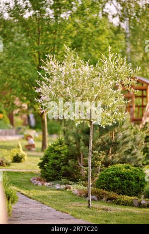 Japanese dappled willow Hakuro-Nishiki in landscaped garden. Willow branches with white and pink leaves shaped like ball. Landscape design concept. Stock Photo