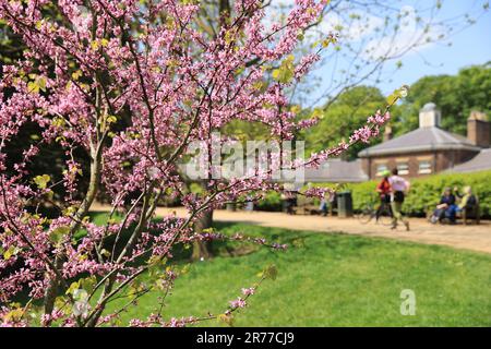 Pink blossom at Kenwood House on Hampstead Heath, in north London, UK Stock Photo