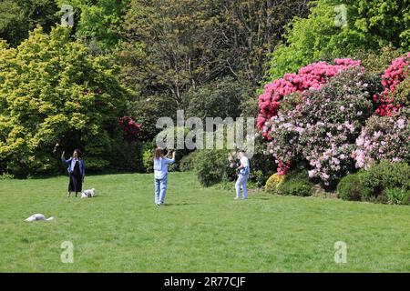 Rhododendrons flowering at Kenwood House on Hampstead Heath, in north London, UK Stock Photo