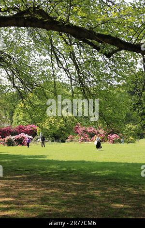 Rhododendrons flowering at Kenwood House on Hampstead Heath, in north London, UK Stock Photo