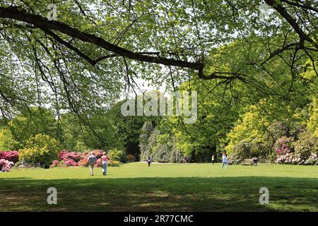 Rhododendrons flowering at Kenwood House on Hampstead Heath, in north London, UK Stock Photo