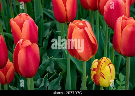 WA23413-00...WASHINGTON - A multi-colored tulip in a field of mostly red tulips at RoozenGaarde Tulip and Bulb Farm in the Skagit Valley. Stock Photo