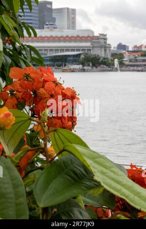 Bauhinia Coccinea flower, a tropical, woody plant or vine. It is also known as Kock's Bauhinia, Climbing Bauhinia or Red Trailing Bauhinia. Singapore Stock Photo