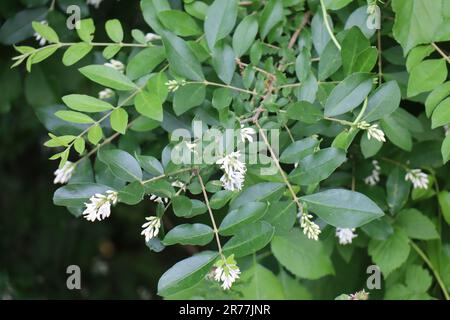 Tiny flowers in green leaves Stock Photo