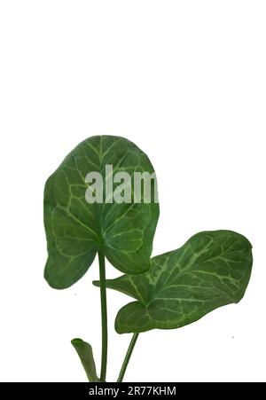 green leaves of the Nephthytis plant Stock Photo