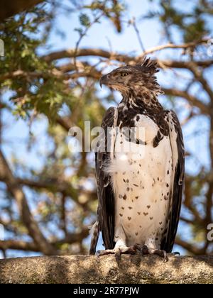 Majestic lone Martial Eagle, polemaetus bellicosus, Adult standing on Branch, Serengeti, Tanzania Stock Photo