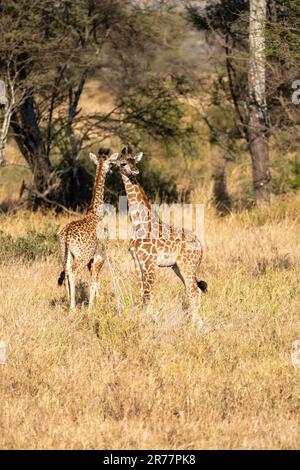 Two young giraffes standing on the savannah. Wildlife in nature, Serengeti, Tanzania Stock Photo