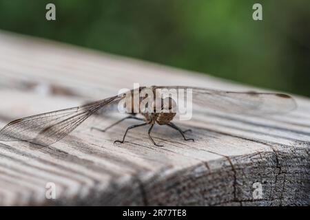 Dragonfly macro showing detail of the head, body and wing over wood Stock Photo