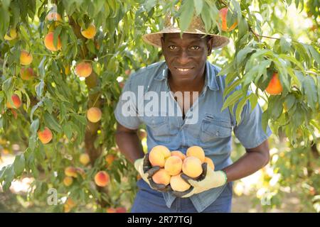 Farmer with bunch of peaches in hands Stock Photo