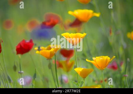 Wildflower Garden with California poppies Stock Photo