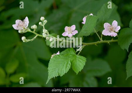 Himalayan Blackberry, Rubus armeniacus, flowers and leaves.