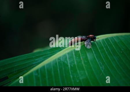 Red Driver Ant (Dorylus helvolus) male attacked by smaller ants , insect on a green banana leaf Stock Photo