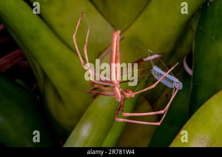 Rufous net casting Spider, Ogre-faced Spider with net. Stock Photo