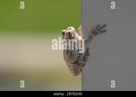 Eastern gray treefrog (Dryophytes versicolor) owhite painted post with detailed skin Stock Photo
