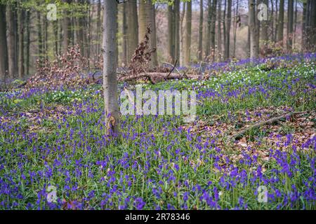 Bluebells forest near Bruxelles, Hallerbos during springtime in Belgium Stock Photo