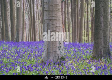 Bluebells forest near Bruxelles, Hallerbos during springtime in Belgium Stock Photo
