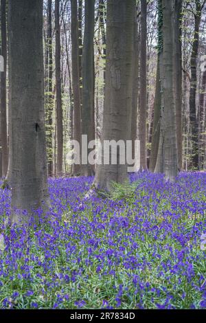 Bluebells forest near Bruxelles, Hallerbos during springtime in Belgium Stock Photo