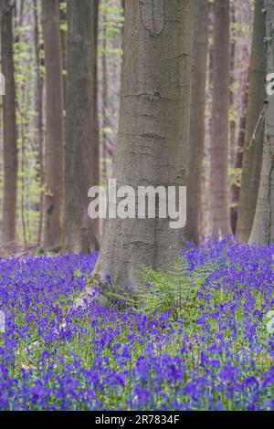 Bluebells forest near Bruxelles, Hallerbos during springtime in Belgium Stock Photo