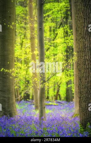 Bluebells forest near Bruxelles, Hallerbos during springtime in Belgium Stock Photo