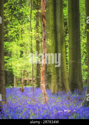 Bluebells forest near Bruxelles, Hallerbos during springtime in Belgium Stock Photo