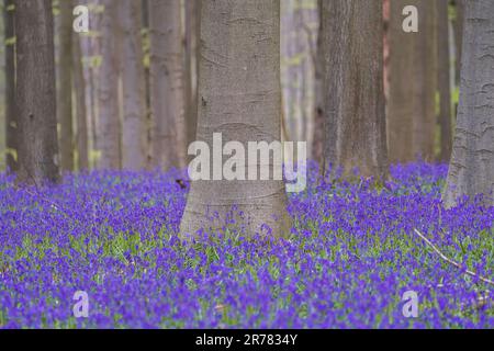 Bluebells forest near Bruxelles, Hallerbos during springtime in Belgium Stock Photo