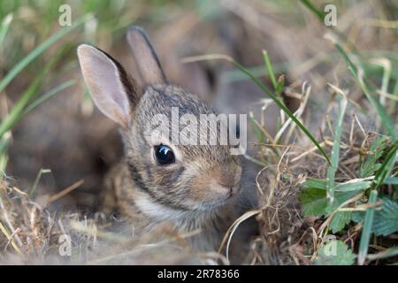 Eastern Cottontail baby bunny (Sylvilagus floridanus) with big ears peeking out of its nest. Stock Photo