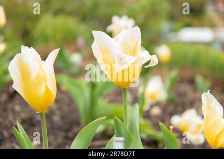 Zurich, Switzerland, April 20, 2023 Tulipa Fosteriana at the botanical garden Stock Photo