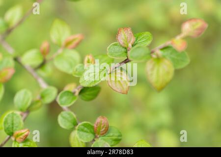 Zurich, Switzerland, April 20, 2023 Cotoneaster Froebelii at the botanical garden Stock Photo