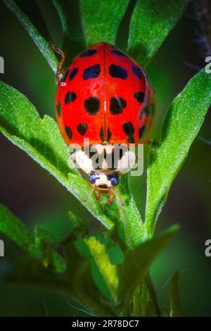 An asian lady beetle explores a plant in the Florida Everglades. These are often mistaken for ladybugs due to their very similar appearance. Stock Photo