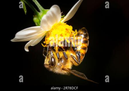 A macro image of a honey bee gathering nectar and pollen from a wildflower reveals the amazing beauty of these very important creatures. Stock Photo
