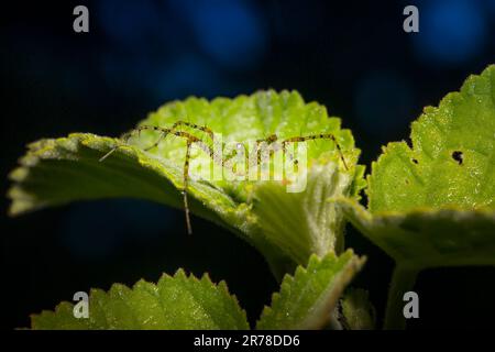 A green lynx spider camouflages itself on a green leaf in the Florida Everglades. Stock Photo