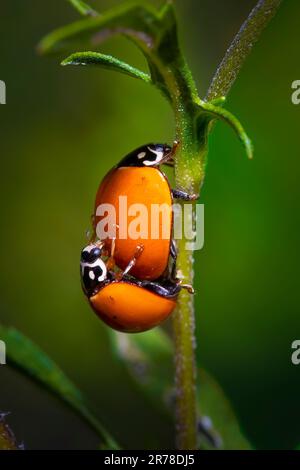 A pair of ladybugs mate on the stem of a small plant in the Florida Everglades. Stock Photo