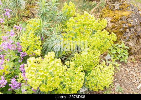 Zurich, Switzerland, April 20, 2023 Euphorbia Cyparissias or cypress spurge at the botanical garden Stock Photo