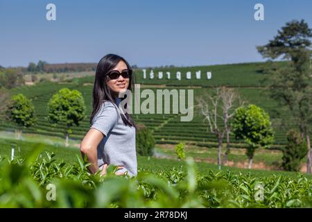 Mae Chan, Chiang Rai, Thailand. Asian Thai female poses for a picture in the middle of tea terraces at Choui Fong Tea Plantation. Stock Photo