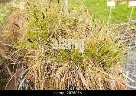 Zurich, Switzerland, April 20, 2023 Carex Appropinquata or fibrous tussock sedge at the botanical garden Stock Photo