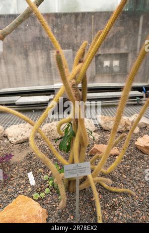 Zurich, Switzerland, April 20, 2023 Cleistocactus Baumannii at the botanical garden Stock Photo