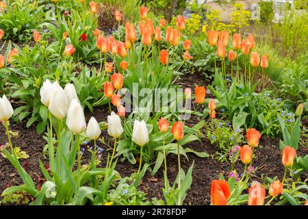 Zurich, Switzerland, April 20, 2023 Tulip flowers at the botanical garden Stock Photo