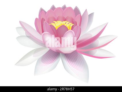 Water lily Stock Vector