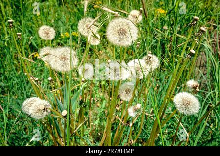 Multiple white dandelions in tall green grass on a sunny summer day. Natural wide-angle landscape image of common fluffy flowers and seeds. Stock Photo