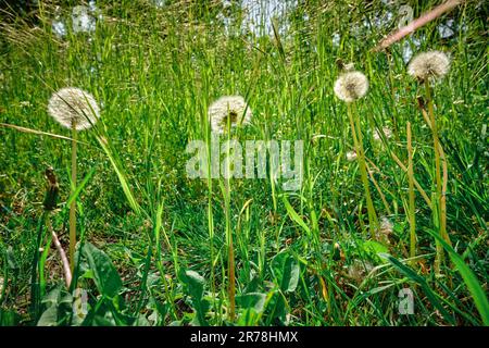 Multiple white dandelions in tall green grass on a sunny summer day. Natural wide-angle landscape image of common fluffy flowers and seeds. Stock Photo